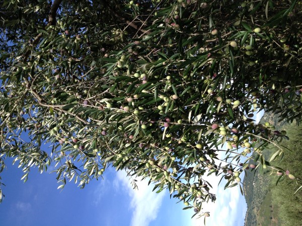 azienda milio esterno casa